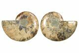 Cut & Polished, Crystal-Filled Ammonite Fossil - Madagascar #296462-1